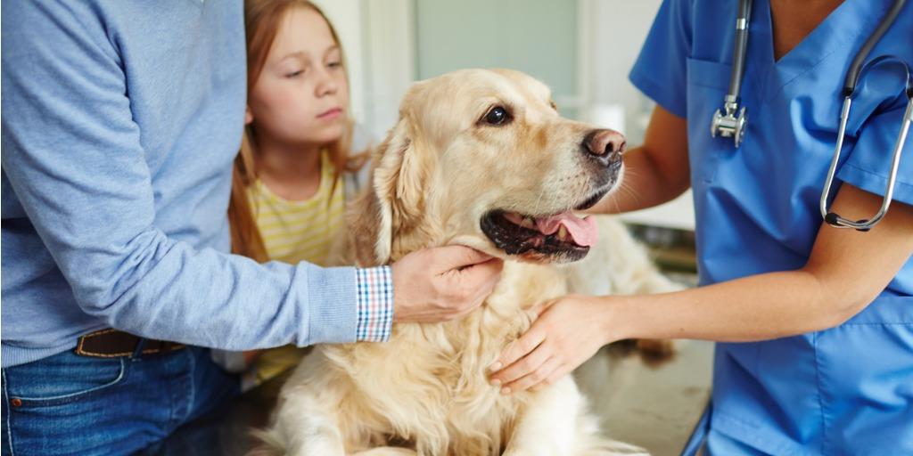 A golden retriever and their owners at the vet